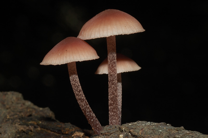 Il mondo dei funghi a Ostia